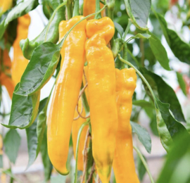 Paprika Zoete Punt, Zazu