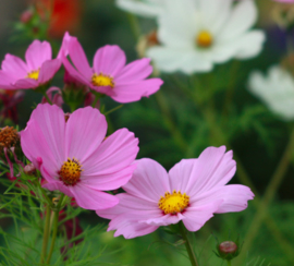 Cosmea gemengd