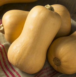 Pompoen 'Butternut' flespompoen