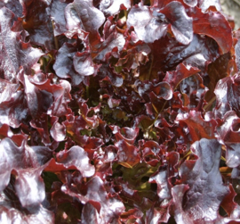Sla, eikenblad  Red salad bowl