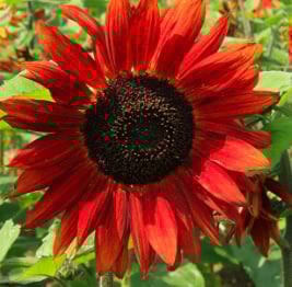 Zonnebloem ‘Velvet Queen’