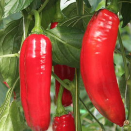 Paprika zoete punt Xaro