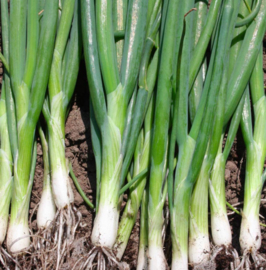 Stengelui 'Ishikura Long White'