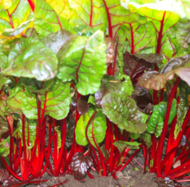 Snijbiet 'Rhubarb Chard'