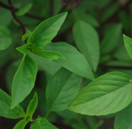 Thaise Basilicum