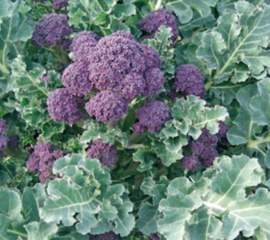 Broccoli paars (Buzzy)