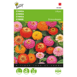 Zinnia Liliput - gemengd
