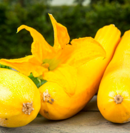 Courgette 'Ola Gabriella F1'