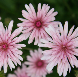 Roze streepzaad