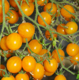 Cherrytomaat 'Yellow Clementine'