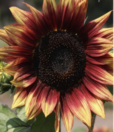 Zonnebloem - middelgroot rood