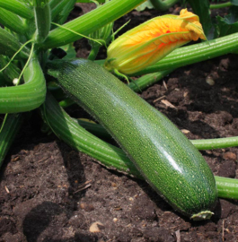 Courgette 'Zucchini'