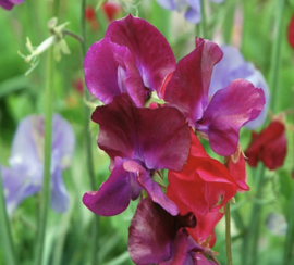 Lathyrus