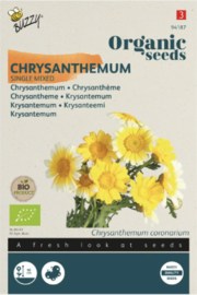 Chrysanthemum (Buzzy)