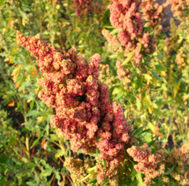 Gierstmelde (quinoa)