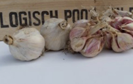 Knoflook Vallelado (bio)