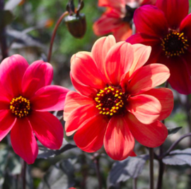 Dahlia 'Bishop's Children'