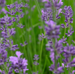 Lavendel