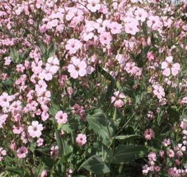 Koekruid, roze