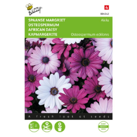 Spaanse Margriet