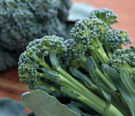 Sprouting Broccoli (Buzzy)