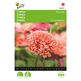 Zinnia Eldorado