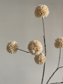 Pompom tak Creme  98 cm