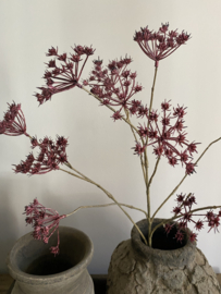 Fluitenkruid 13 bloemen  fuchsia 90 cm