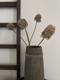 Bosje van 5 Allium zeer subtiel van kleur