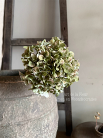 Hydrangea | Groen 65 cm