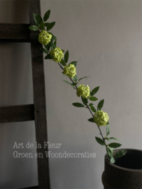 Viburnum 85 cm groen