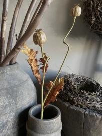 Papaver bruin  78 cm