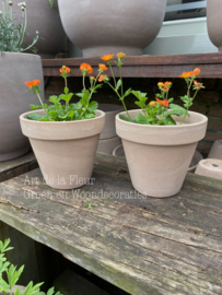 Geum incl Terra Cotta pot