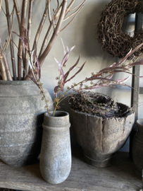 Eucalyptus  zwaardblad met vrucht  PTMD