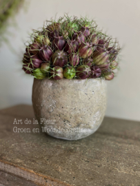 Setje | Beton potje Olive bol S 11 x 13 incl Nigella boeketje