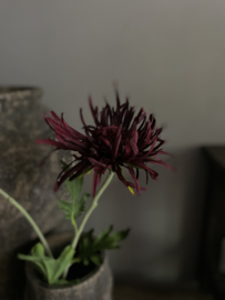 Chrysant 1 bloem 1 knop