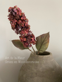 Hortensia Burgundy pluim 67 cm