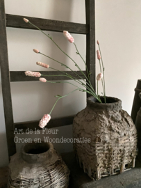 Pimpernel  86 cm Roze