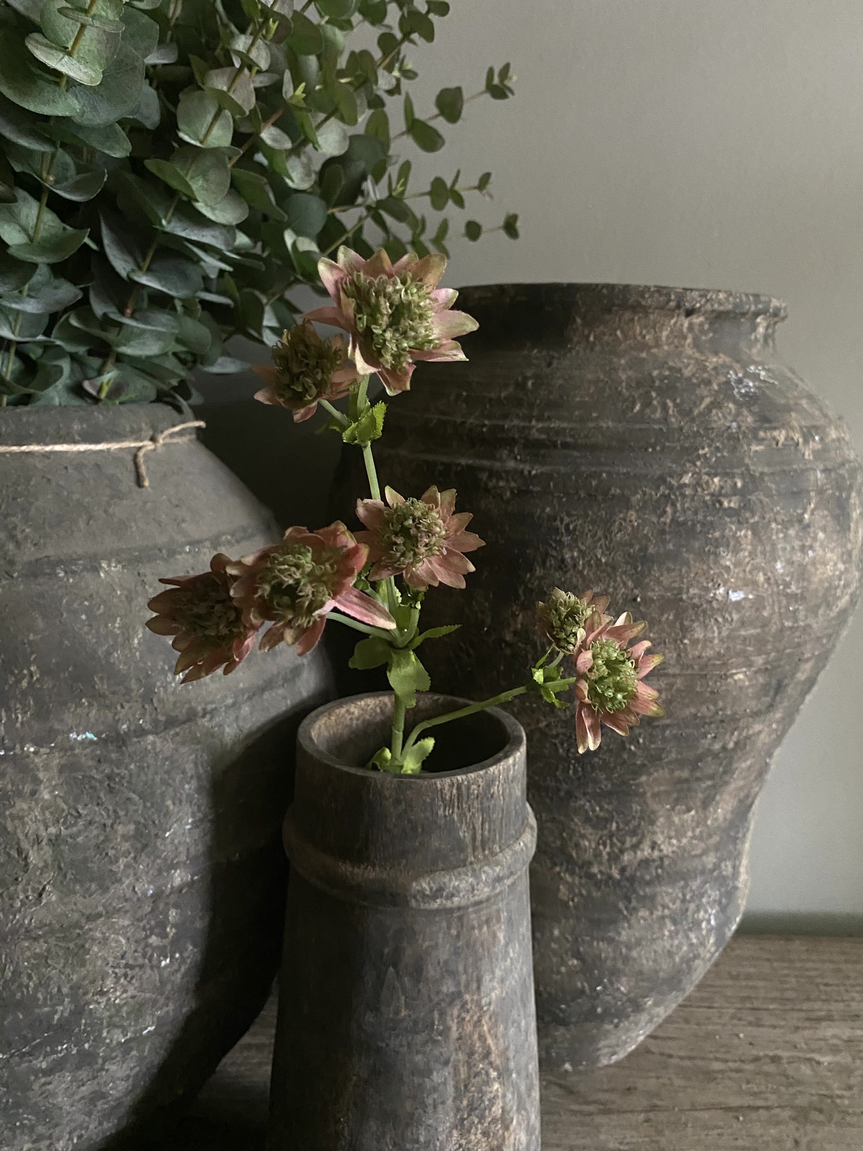 Astrantia oud roze 58 cm