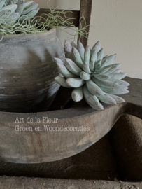 Steker | Succulent 18 x 11 cm per stuk