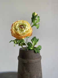 Ranonkel Geel 58 cm excl Vaas