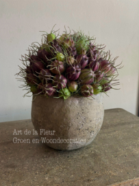 Setje | Beton potje Olive bol S 11 x 13 incl Nigella boeketje