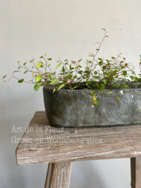 Beton pot cakevorm L 33 x 11 x 10