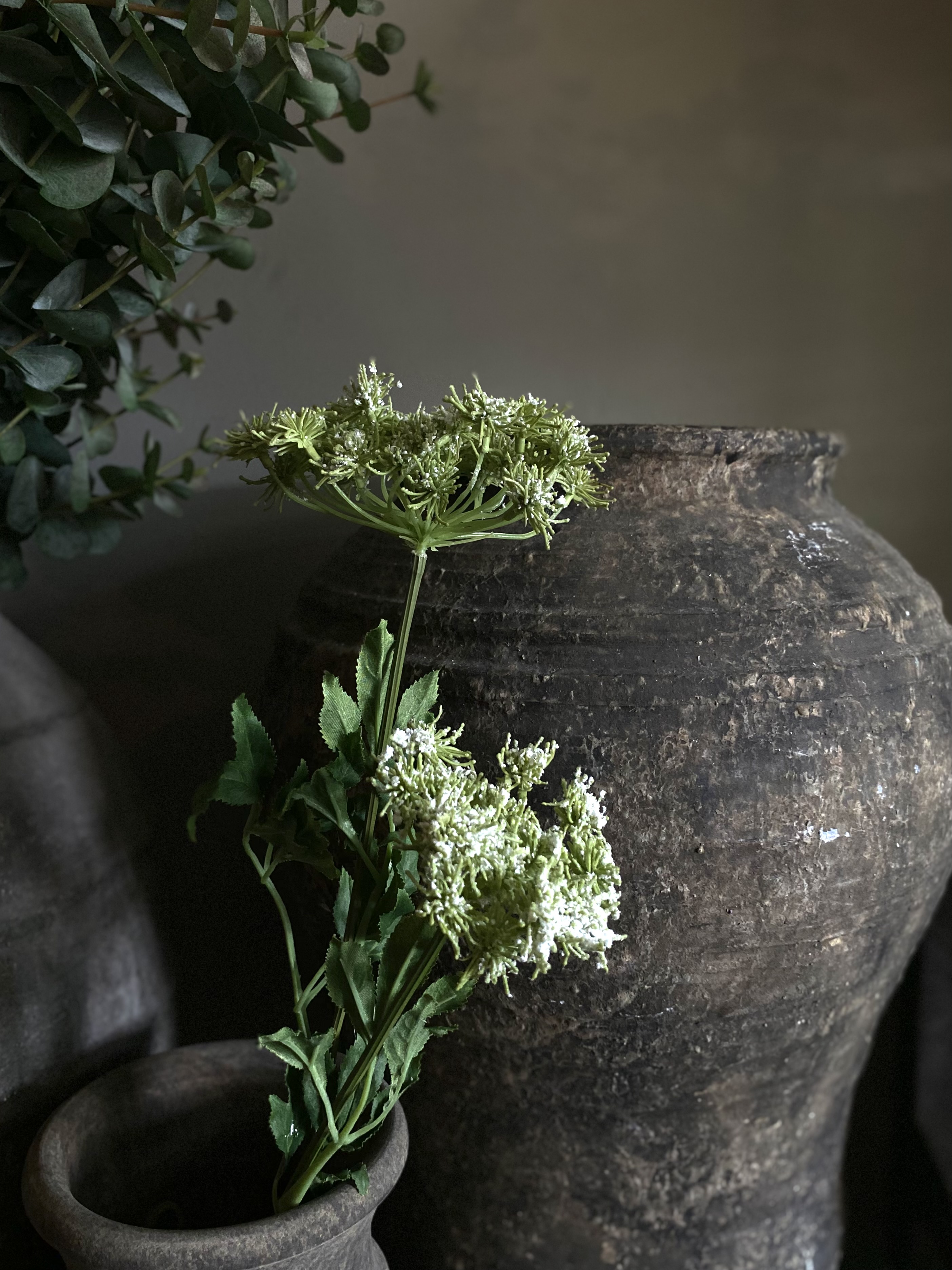 Queen Ann Lace twee bloemen