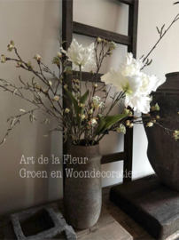 XL Papagaai Tulp white open  Nieuw