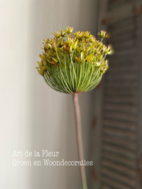 Allium groen | geel  86 cm