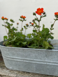 Tuin en Terras planten 