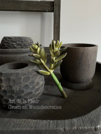 Steker | Sedum 13 cm