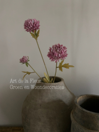 Aster 70 cm