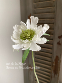 Scabiosa wit enkel 71 cm